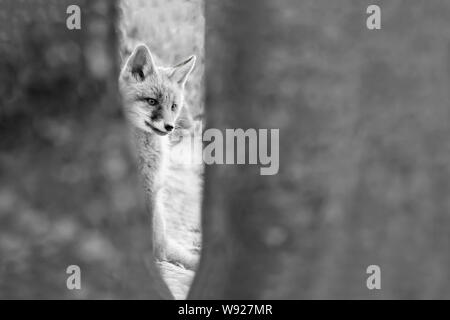 Ritratto di Red Fox nelle Alpi (Vulpes vulpes vulpes) Foto Stock