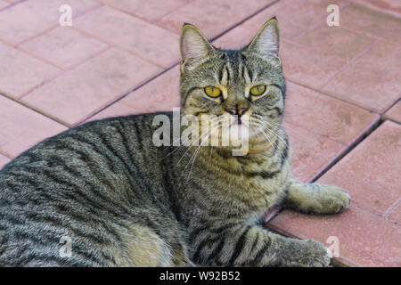 Striato grigio cat con un naso a forcella. Cat passeggiate all'aperto. Gatto di razza mista a British Foto Stock