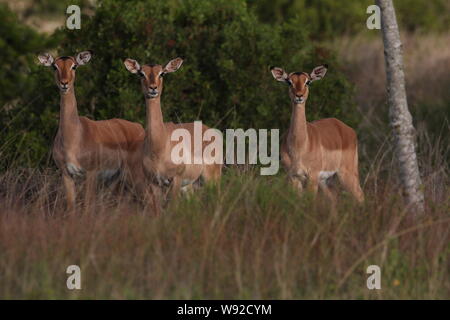 Impala femmina saluto dall'area di Bushveld delle nature cottage vicino a Kenton-on-Sea, Capo orientale, Sud Africa. Foto Stock