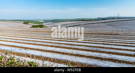 Governata ciecamente righe di uso singola di pacciamatura plastica coperchio fogli germinando colture su terreni agricoli vicino a Dorchester in Inghilterra del rolling Dorset Downs colline. Foto Stock