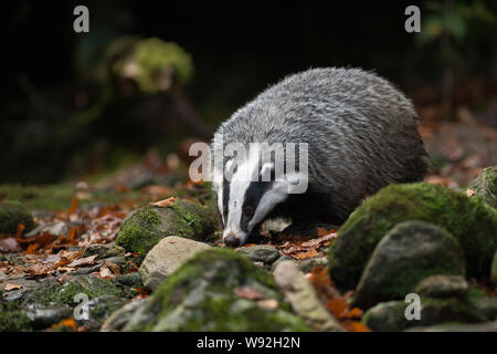 Unione Badger / Europaeischer Dachs ( Meles meles ), animale adulto, passeggiate, intrufolarsi attraverso boschi scuri, alla ricerca di cibo, frontale side shot, Euro Foto Stock