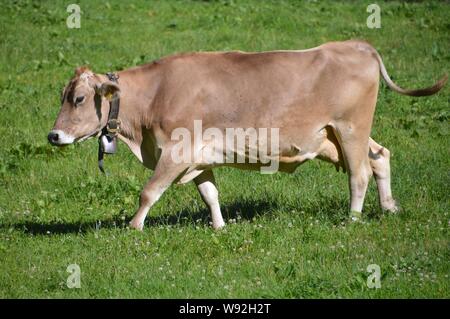 Brown mucca svizzera con campana camminando sul prato Foto Stock