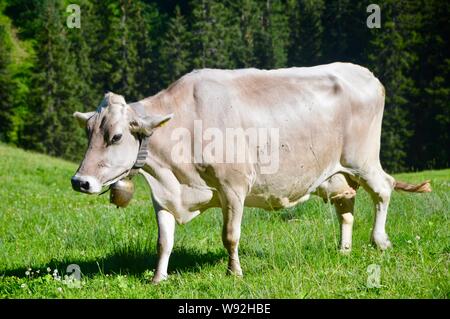 Brown mucca svizzera con campana camminando sul prato Foto Stock