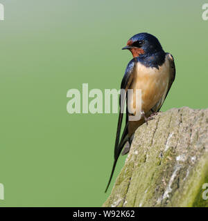 Barn Swallow ( Hirundo rustica ), adulto, appollaiato su un vecchio fencepost in legno nella parte anteriore del nice clean sfondo verde, la fauna selvatica, l'Europa. Foto Stock