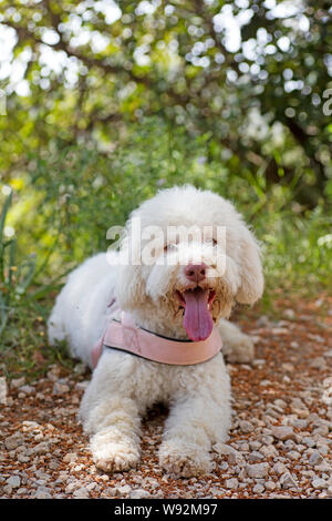 White Lagotto Romagnolo cane ritratto macro sfondo arte in stampe di alta qualità prodotti cinquanta megapixel Foto Stock