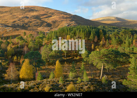 La Betulla (Betula pendula) e di pino silvestre (Pinus sylvestris) foresta attorno a Loch Beinn un' Mheadhoin , Glen Affric, altopiani, Scozia. Ottobre 2017 Foto Stock