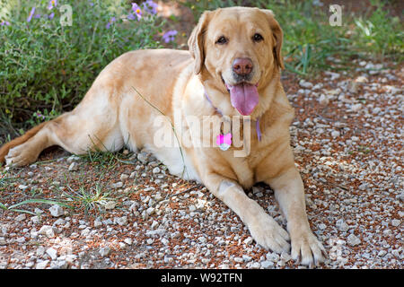 Il Labrador cane simpatico ritratto Canon EOS 5DS 50,6 megapixel arte in stampe di alta qualità Foto Stock