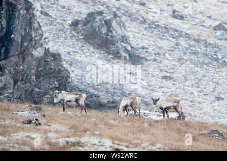 Renne (Rangifer tarandus). A sud-est dell'Islanda. Dicembre 2018 Foto Stock