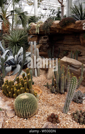 Succulente e cactus visualizzare RHS Wisley Foto Stock