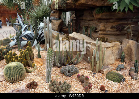 Succulente e cactus visualizzare RHS Wisley Foto Stock