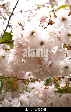 PRUNUS SHOGETSU. Ciliegio ornamentale Foto Stock