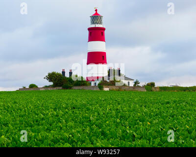 Happisburgh lighthouse circondato da barbabietola da zucchero piante contro una sera cielo estivo Foto Stock