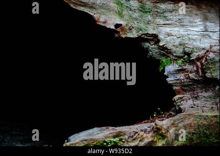 Albero caduto con MOSS e piante che crescono su di esso. Foto Stock