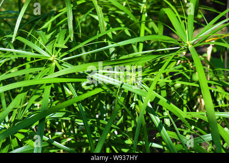 Foglie verdi di casa cyperus fiore, attraversate da una rete di foglie lineari. Pianta erbacea perenne della famiglia dei semi, cyperus microcristatus. Foto Stock