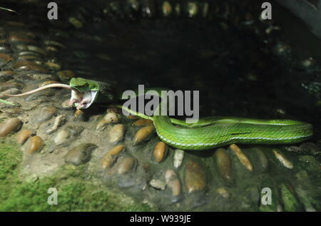 Una viper è la deglutizione un mouse bianco ha ucciso a Hangzhou Zoo in Hangzhou, est Chinas nella provincia di Zhejiang, 5 marzo 2013. Un membro del personale dell'Hangzho Foto Stock