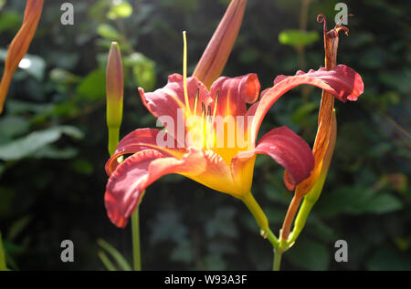 Hemerocallis, autunno rosso, fiore di giglio, Norfolk, Inghilterra Foto Stock