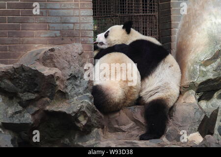 Panda gigante gemelli Chengda e Chengxiao sono ritratte in Hangzhou Zoo in Hangzhou, est Chinas nella provincia di Zhejiang, 26 novembre 2013. Foto Stock