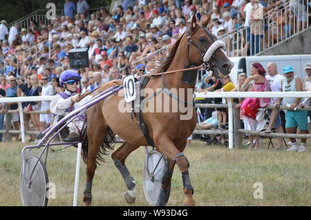 Agosto. 11. 2019 Hippodrome di Sault ( Sud della Francia, la sola corsa di cavalli nell'anno ) Foto Stock