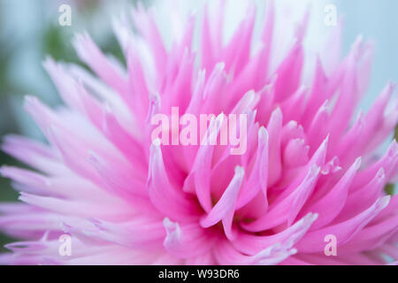 Di un bel colore rosa Parco dahlia principessa fiore nel giardino estivo Foto Stock