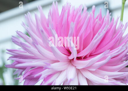 Di un bel colore rosa Parco dahlia principessa fiore nel giardino estivo Foto Stock