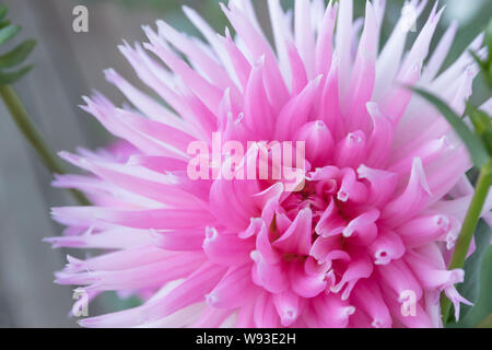 Di un bel colore rosa Parco dahlia principessa fiore nel giardino estivo Foto Stock