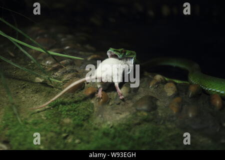 Una viper è la deglutizione un mouse bianco ha ucciso a Hangzhou Zoo in Hangzhou, est Chinas nella provincia di Zhejiang, 5 marzo 2013. Un membro del personale dell'Hangzho Foto Stock