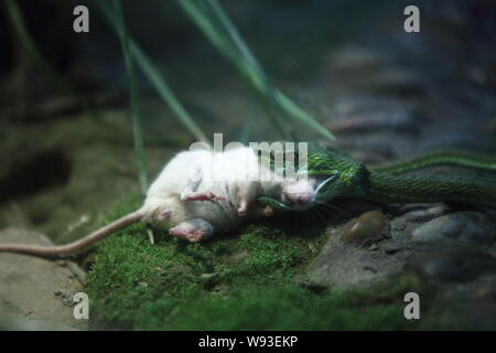 Una viper è la deglutizione un mouse bianco ha ucciso a Hangzhou Zoo in Hangzhou, est Chinas nella provincia di Zhejiang, 5 marzo 2013. Un membro del personale dell'Hangzho Foto Stock