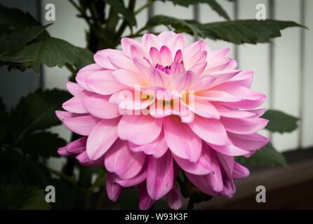 Di un bel colore rosa dalia Karma Prospero fiore nel giardino estivo Foto Stock