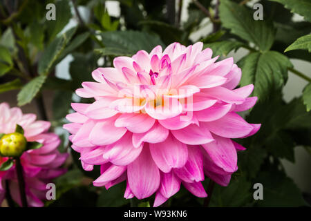 Di un bel colore rosa dalia Karma Prospero fiore nel giardino estivo Foto Stock