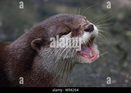 Asian /Oriental piccoli artigli lontra (Aonyx/Amblonyx cinerea) ritratto, originario del Sud e del sud-est asiatico Foto Stock