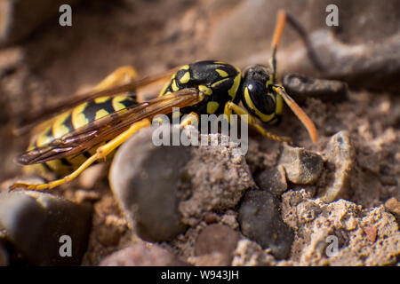 Wasp appollaiato su un giallo e nero terreno roccioso Foto Stock