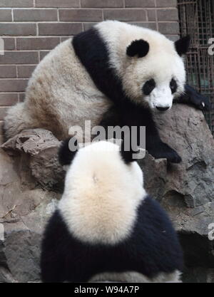 Panda gigante gemelli Chengda e Chengxiao sono ritratte in Hangzhou Zoo in Hangzhou, est Chinas nella provincia di Zhejiang, 26 novembre 2013. Foto Stock