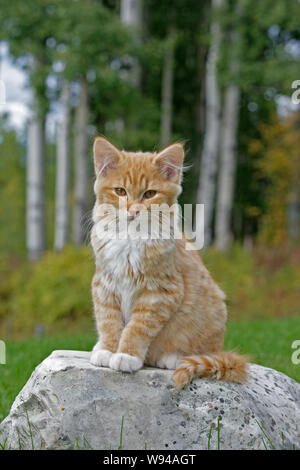 Lo zenzero adorabili tabby gattino seduto sulla roccia nel cortile, guardando. Foto Stock