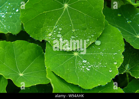 Le gocce di pioggia sulle foglie Foto Stock
