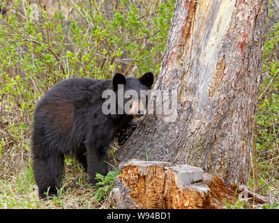 Giovane Black Bear in piedi dalla struttura ad albero di abete rosso, in cerca di insetti, formiche di marcio ceppo di albero. Foto Stock