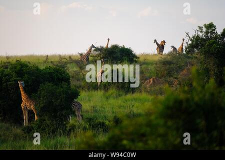 Campo erboso con alberi e giraffe a piedi intorno con la luce cielo blu sullo sfondo Foto Stock