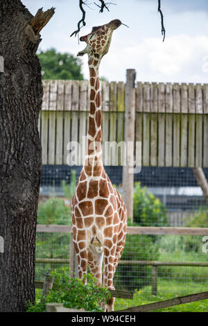 Adulto giraffa mangia foglie da alberi di alto fusto allo zoo nel Nord dell'Inghilterra Foto Stock