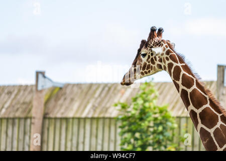 Giraffa adulti passeggiate lungo un campo pieno di animali in estate in un zoo nel Nord dell'Inghilterra. Foto Stock