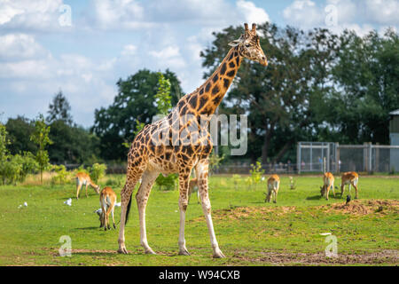 Giraffa adulti passeggiate lungo un campo pieno di animali in estate in un zoo nel Nord dell'Inghilterra. Foto Stock