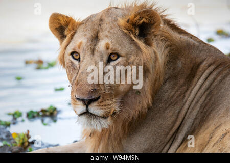 Lion in appoggio in Zakouma National Park, Ciad Foto Stock