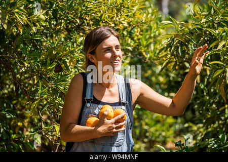Una giovane donna in salopette da camminare attraverso un foglie verdi su alberi di arancio con una bracciata di raccolti freschi Arance Foto Stock