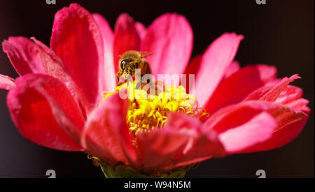Un'ape con la sua linguetta estesa in un fiore, e polline che copre la faccia. Foto Stock