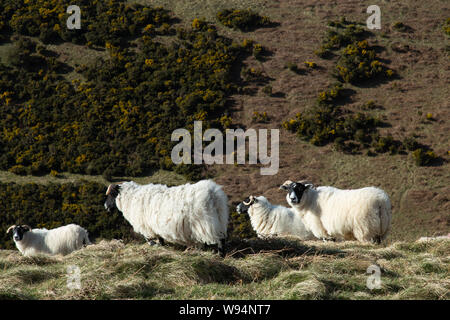 Montagna scozzese Blackfaced highland ovini (pecore) Foto Stock