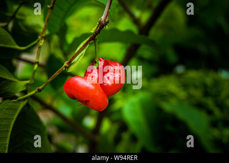 Syzygium samarangense è una specie vegetale nella famiglia Myrtaceae, la frutta risultante è a forma di campana Foto Stock