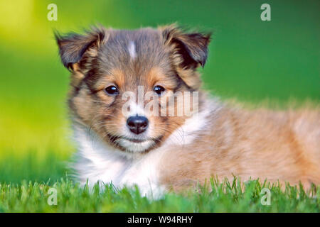 Shetland Sheepdog, cucciolo di otto settimane seduto in erba, ritratto da vicino Foto Stock