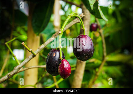 Syzygium cumini, comunemente noto come Malabar prugna, Java prugna, o prugna nera, è un sempreverde albero tropicale nella pianta flowering famiglia Myrtaceae. Foto Stock