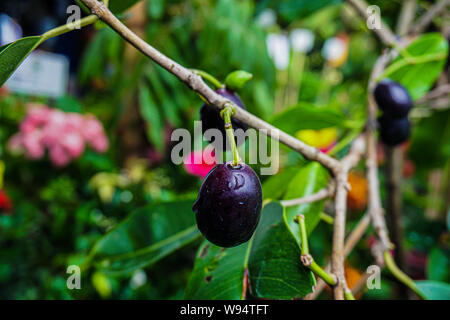 Syzygium cumini, comunemente noto come Malabar prugna, Java prugna, o prugna nera, è un sempreverde albero tropicale nella pianta flowering famiglia Myrtaceae. Foto Stock