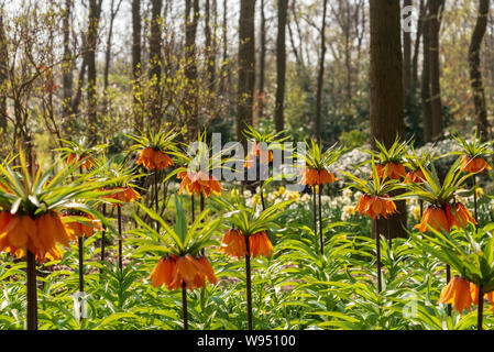 Vista ravvicinata del gruppo di Fritillaria imperialis 'Rubra Maxima", rosso-arancio di fiori selvaggi con bella lampadina pendenti. Foto Stock