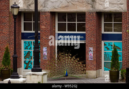 Peacock nel Prospect Park Zoo di Brooklyn NYC Foto Stock