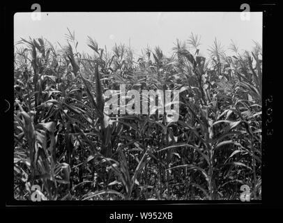 Agricoltura in Egitto. Mais, mais Indiano. (Zea mays). Crescita rigogliosa lungo il Nilo Foto Stock